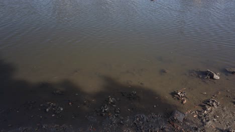 Toma-Estática-De-Un-Agua-Fangosa-Turbia-Desde-El-Lado-Del-Río