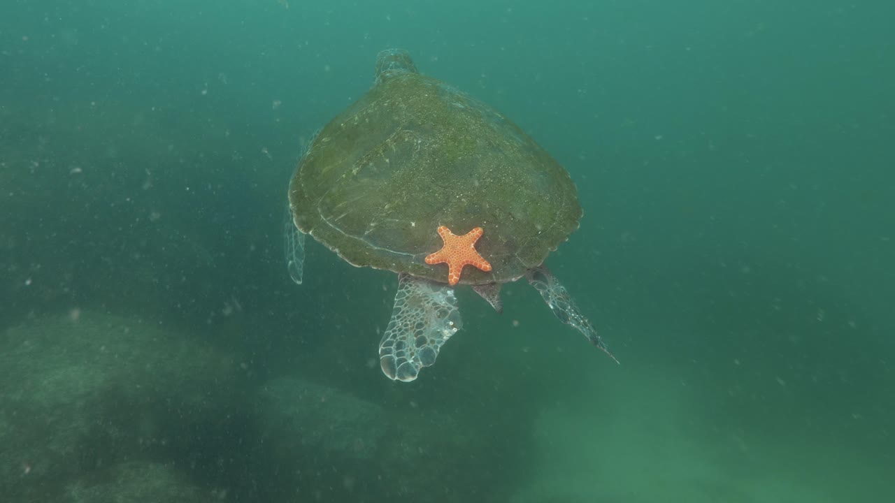 una tortuga marina verde nadando en el agua con una estrella de mar de color naranja brillante adherida a su caparazón