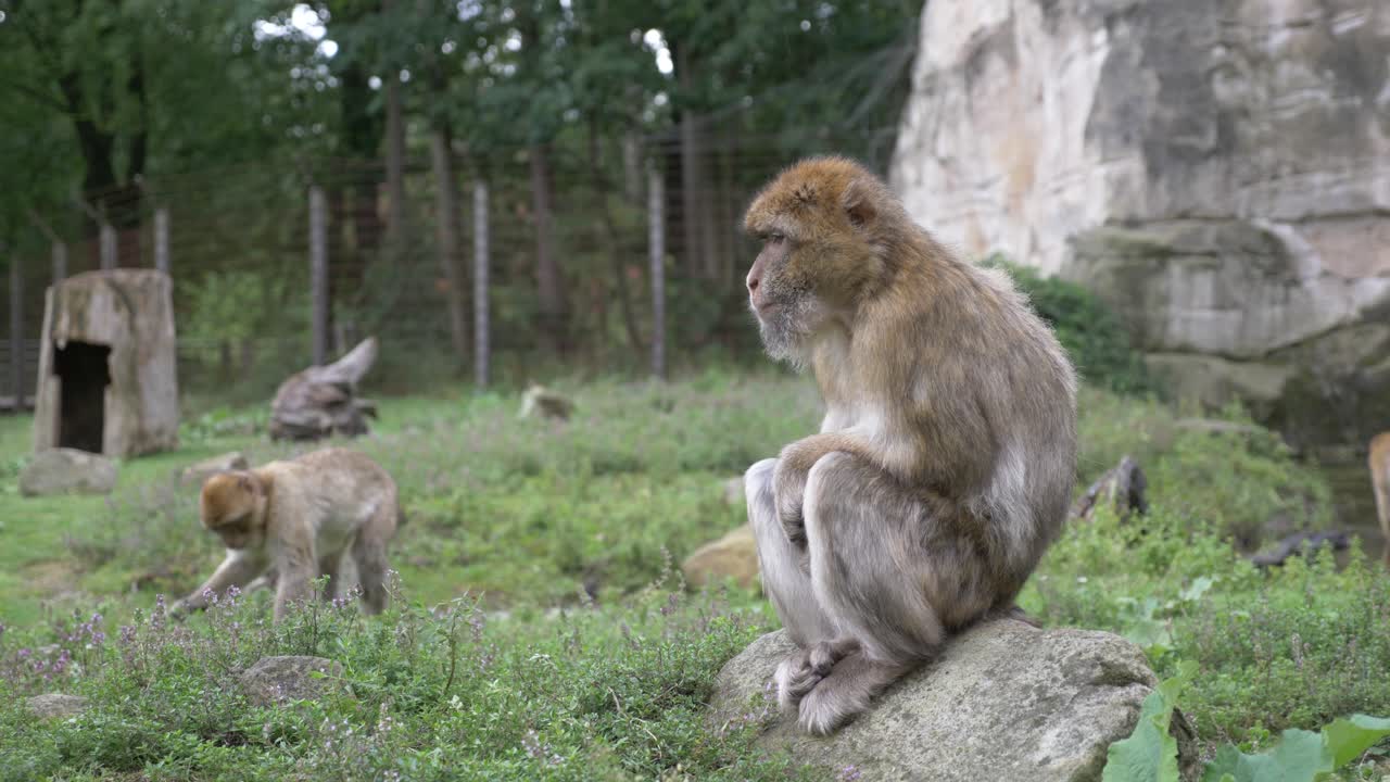 cámara lenta un macaco de barbary, macaca sylvanus monky está sentado en una roca y caminando, apenheul, apeldoorn, países bajos