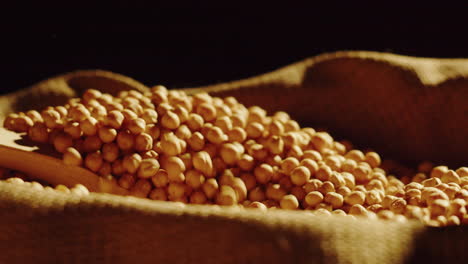 scooping dried chickpeas from a burlap sack