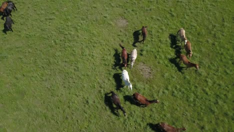 Aerial-drone-overhead-shot-of-a-herd-of-wild-horses-running-on-green-prairie-grass-in-the-Kansas-flint-hills