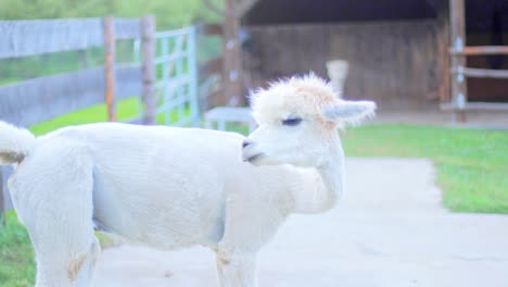 Toma-En-Cámara-Lenta-De-4k-De-Una-Alpaca-Blanca-Mirando-Con-Codicia-A-La-Cámara-Y-Limpiándose-Después,-Con-Un-Granero-En-El-Fondo-Borroso