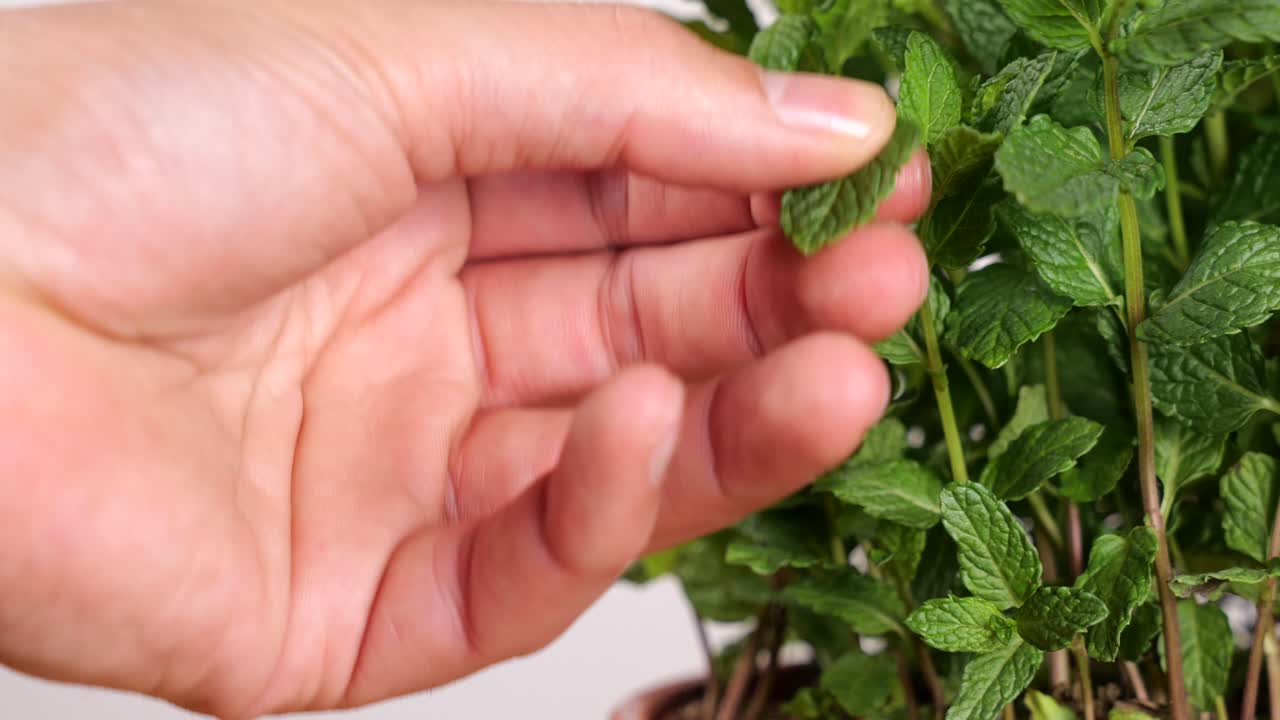 la mano rasga la hoja de menta de la planta sobre fondo blanco para el espacio de copia
