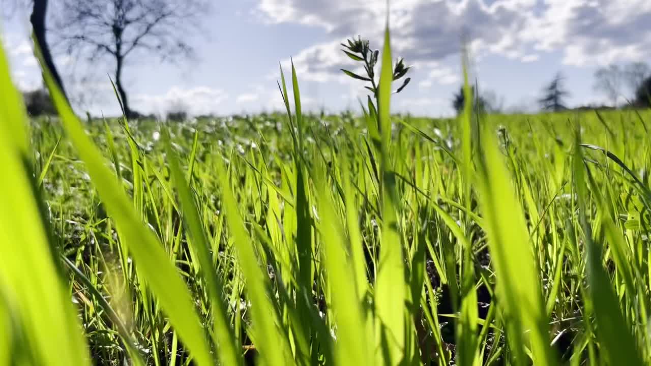Low-angle close-up of lush green blades of grass swaying gently in the wind in a spring meadow. Serene nature background with a shallow depth of field