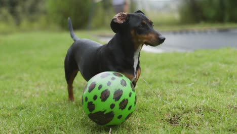 primer plano de un pequeño perro negro junto a una bola moviendo la cola, cámara lenta 4k