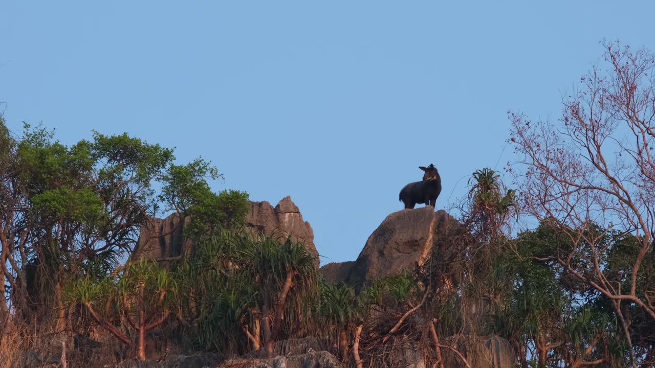 mirando hacia abajo y luego hacia atrás mientras los pájaros vuelan alrededor luego mira hacia la derecha, mailandia serow capricornis sumatraensis maritimus, tailandia