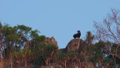 looking down and then to its back as birds fly around then looks to the right, mailand serow capricornis sumatraensis maritimus, thailand