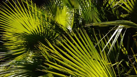 palm tree leaves in sunlight