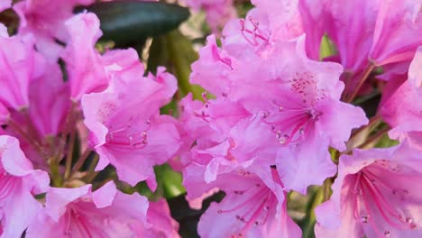 Bumble-bee-pollinating-pink-Azalea-Rhododendron-flowers,-close-up