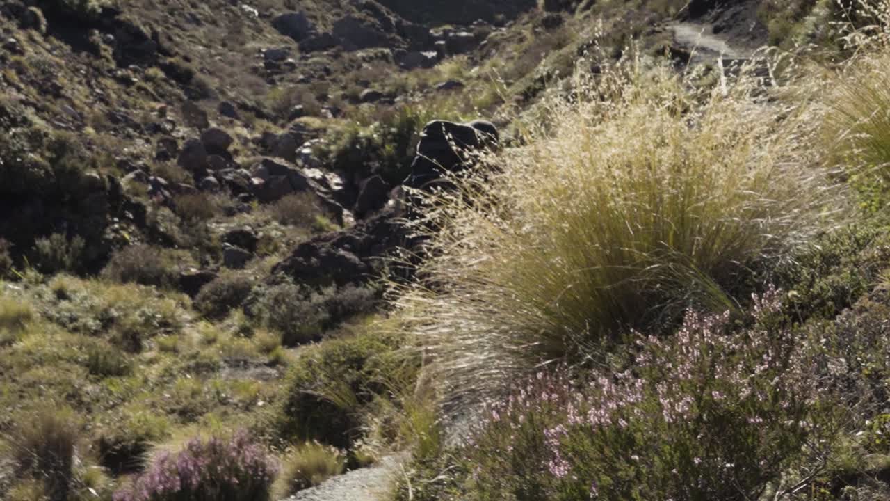 excursionista caminando en el cruce alpino de tongariro en un día soleado en el parque nacional de tongariro, nueva zelanda