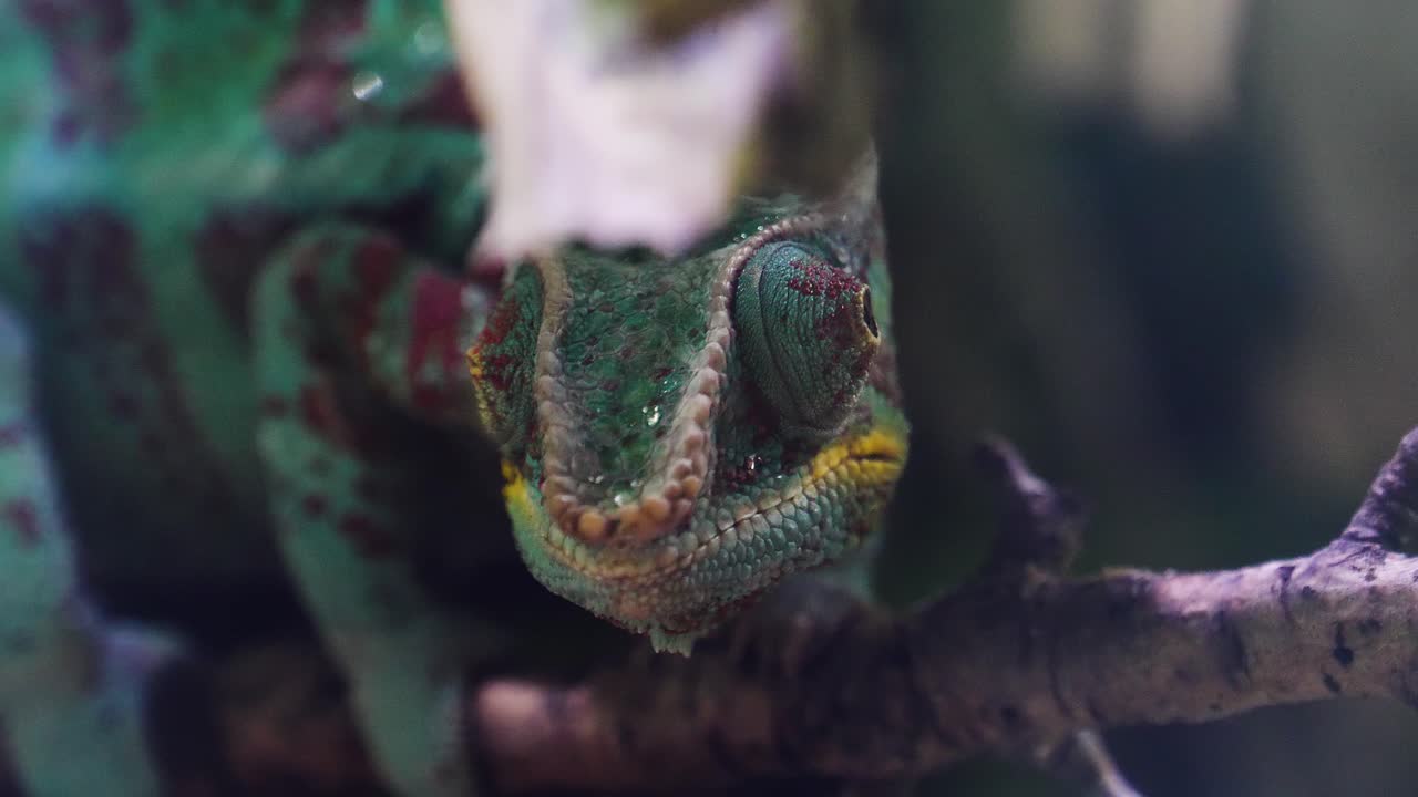 카멜레온 의 클로즈업