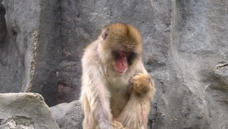 Japanischer-Makakenaffe,-Der-Auf-Felsigem-Boden-Im-Zoopark-Sitzt,-Während-Er-Kauende-Nahaufnahme-Isst---Statischer-Schuss