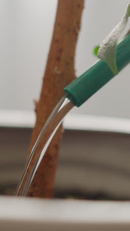 watering potted exotic houseplant on blurred background extreme closeup slow motion. taking care of domestic garden. nature and botany for home