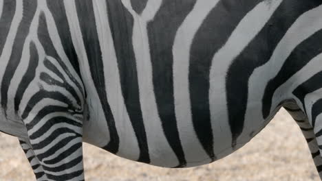 zebra belly animal body twitching as insects biting it