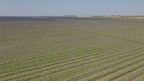 vista aérea de una plantación de frutas