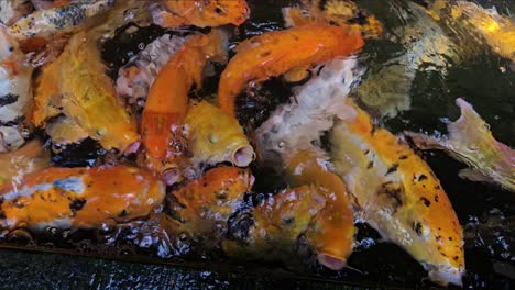 group of multicoloured koi carps in the pond, fighting for attention and treats from guests visiting the palm house in poznań