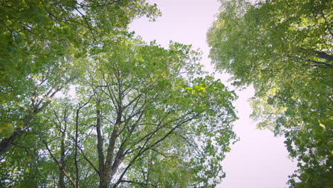 Shot-of-a-glowing-forest-from-below