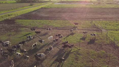 flying above herd of cows on a flat farming land at golden hour sunlight, aerial view