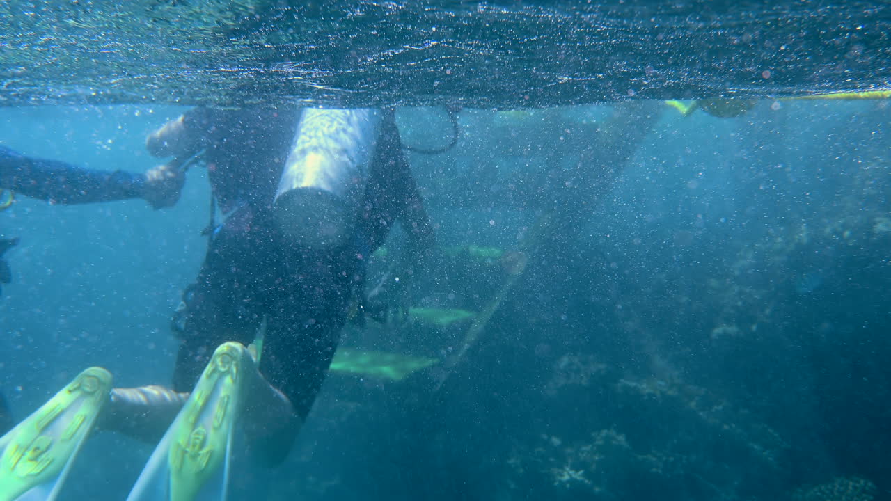 Divers swimming and exploring in the red sea