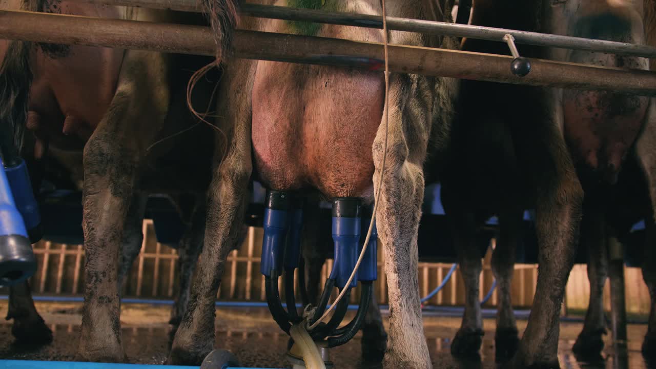Malkeanlæggets malkesæt fastgjort til schweizisk kos yver, på en mælkefarm