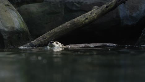 Nutria-Nadando-Al-Nivel-Del-Agua-En-Cámara-Lenta