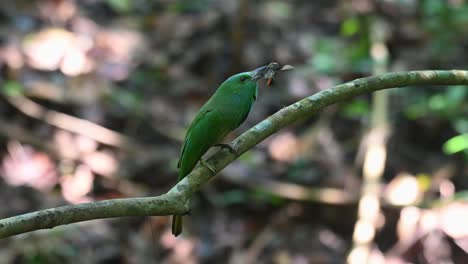 A-big-bee-in-its-mouth-as-it-swings-its-body-to-the-left-and-right-also-calling-and-wagging-its-tail-while-perched-on-a-branch,-Blue-bearded-Bee-eater-Nyctyornis-athertoni,-Thailand