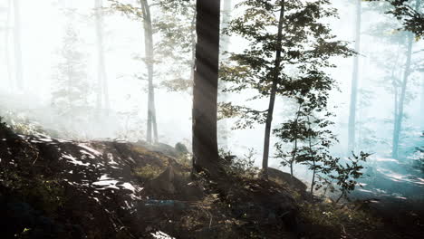 Panoramic-view-of-the-majestic-forest-in-a-morning-fog
