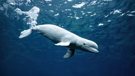 beluga whale underwater