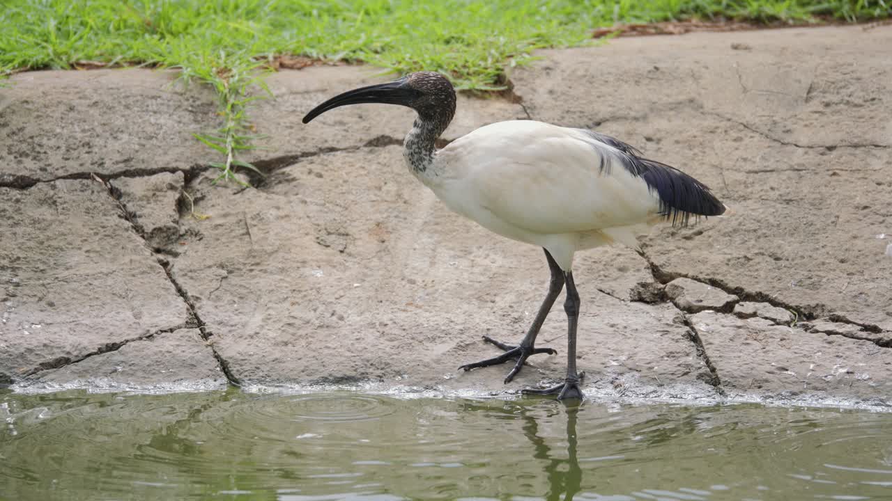 African sacred ibis walking near water in Pretoria, South Africa
