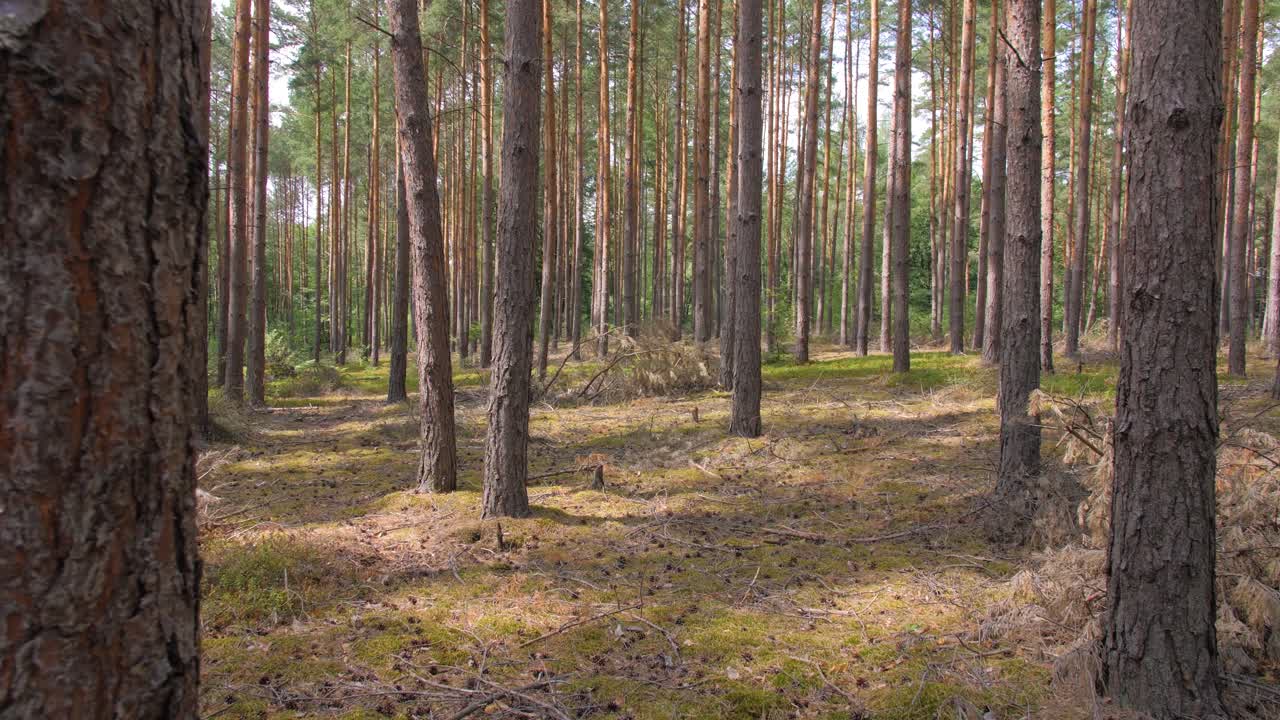 Polsk skov om sommeren
