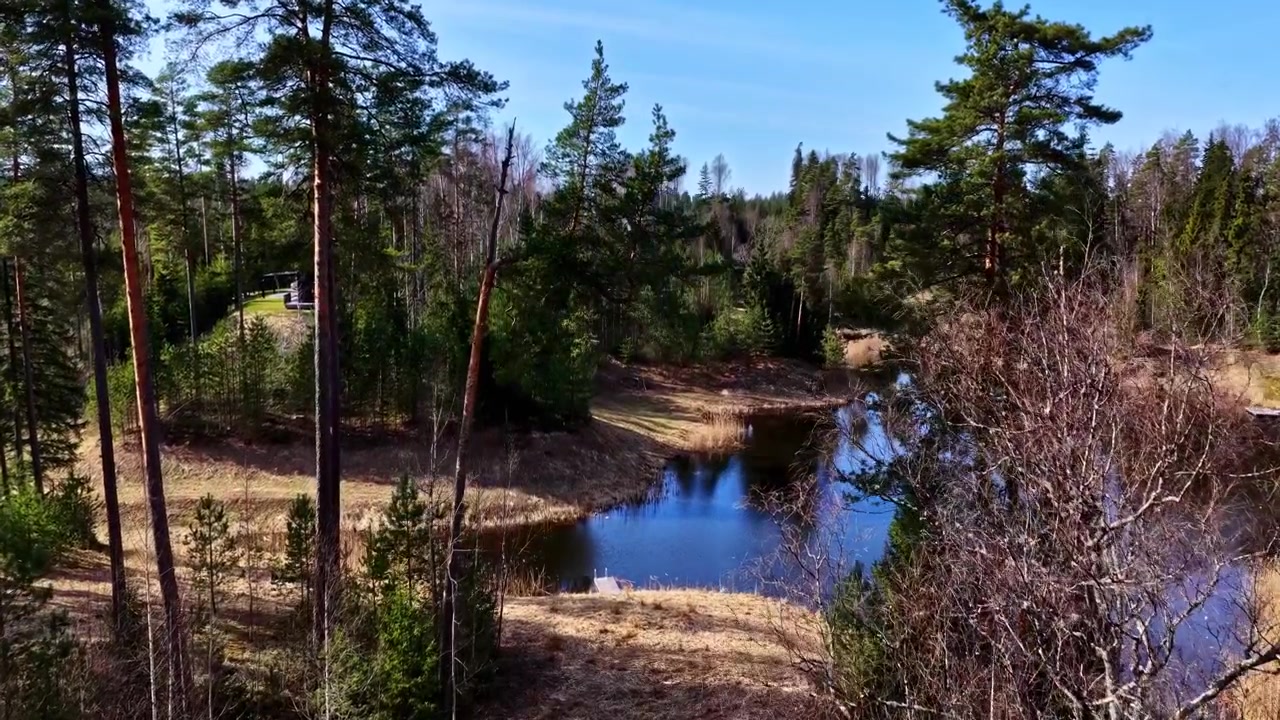 Træer reflekteret over en gennemsigtig dam i en skov. Luftfoto.