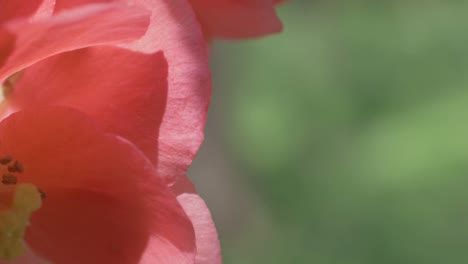 la abeja que sale de la delicada flor del quince japonés, en cámara lenta