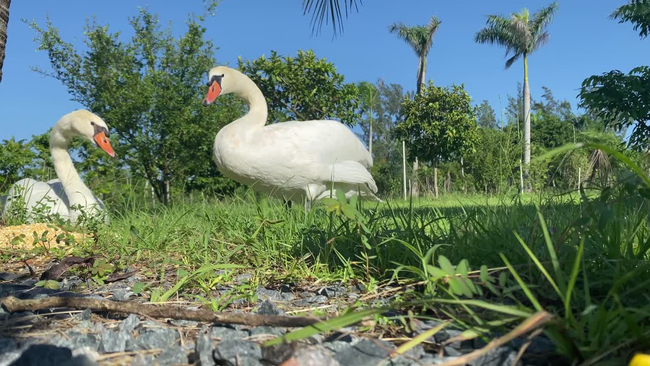 hermosa pareja de cisnes comiendo
