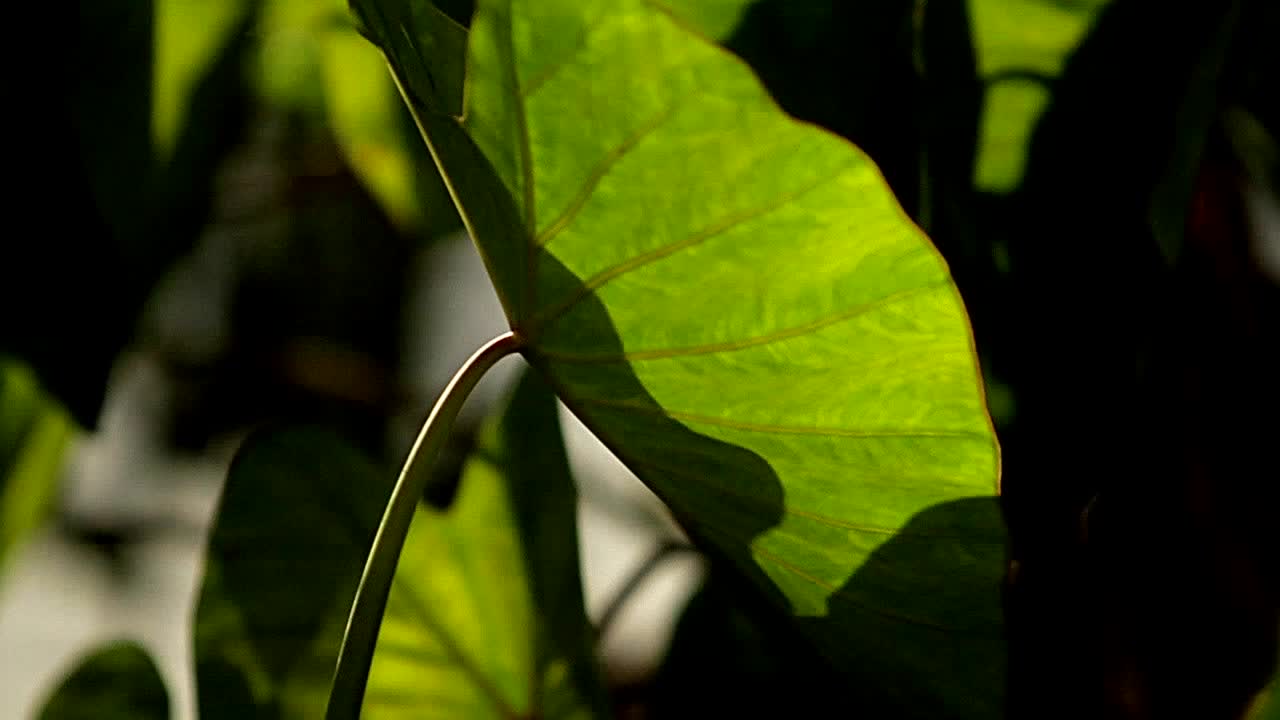 plantas verdes en una jungla profunda y oscura
