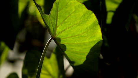 Plantas-Verdes-En-Una-Jungla-Profunda-Y-Oscura