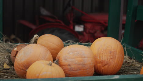 several large pumpkins on the counter. agricultural machinery in the background