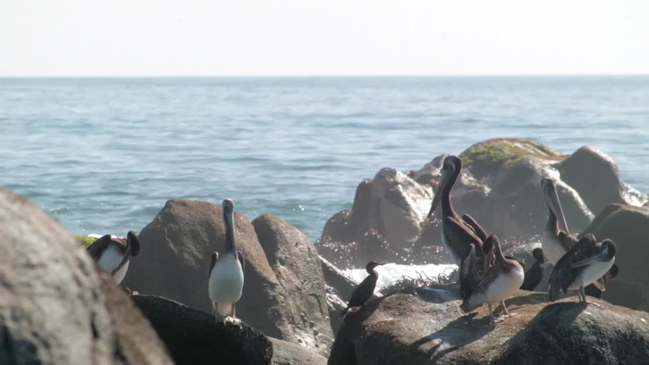 칠레 아타 카마 사막 해안의 바위에 서있는 페루 펠리컨