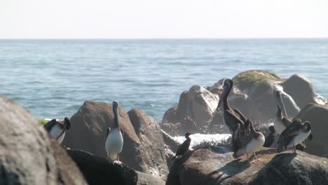 Pelícanos-Peruanos-De-Pie-Sobre-Rocas-En-La-Costa-Del-Desierto-De-Atacama,-Chile