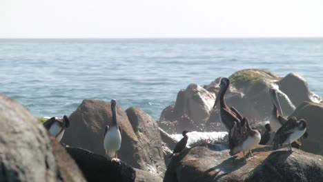 peruvian pelicans standing on rocks in atacama desert coast, chile