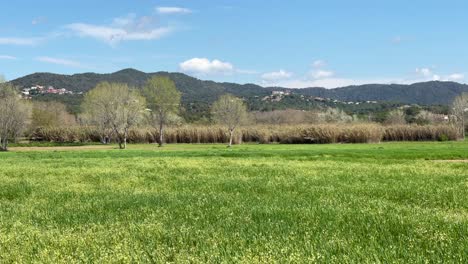 Campo-Verde-Recién-Sembrado-Con-Las-Montañas-De-Los-Pirineos-En-El-Fondo-En-España-Maresme-Costa-Brava