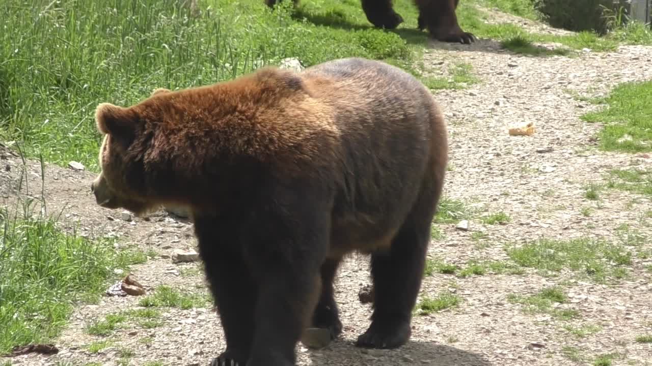 hermosos osos austriacos marrones caminando a la luz del sol de cerca