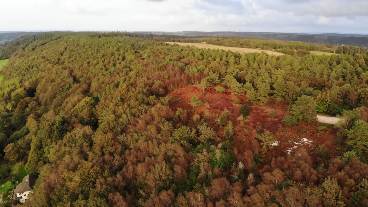 вид с воздуха на осенние деревья букового леса в восточном холме девона