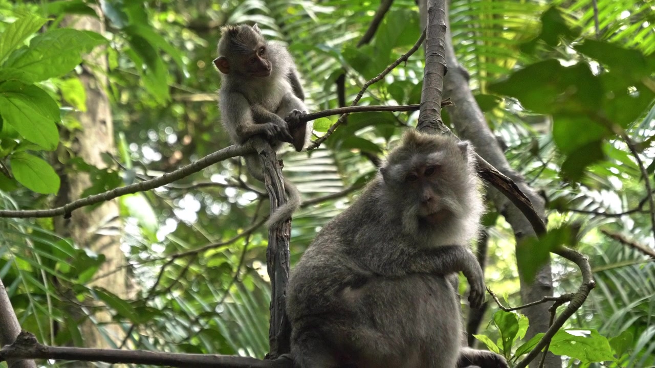 Still shot of two funny crab-eating macaques climbed up in a tree and looking around