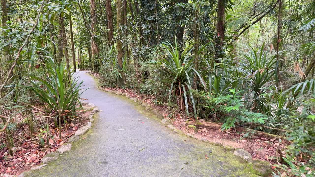 A tranquil path winds through lush rainforest, showcasing vibrant greenery and natural beauty in Port Douglas, Queensland