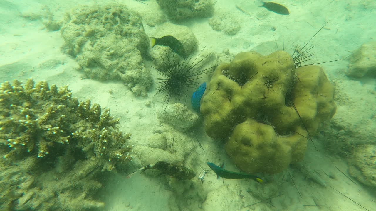 bucear en el océano exótico para ver la vida submarina, vista pov