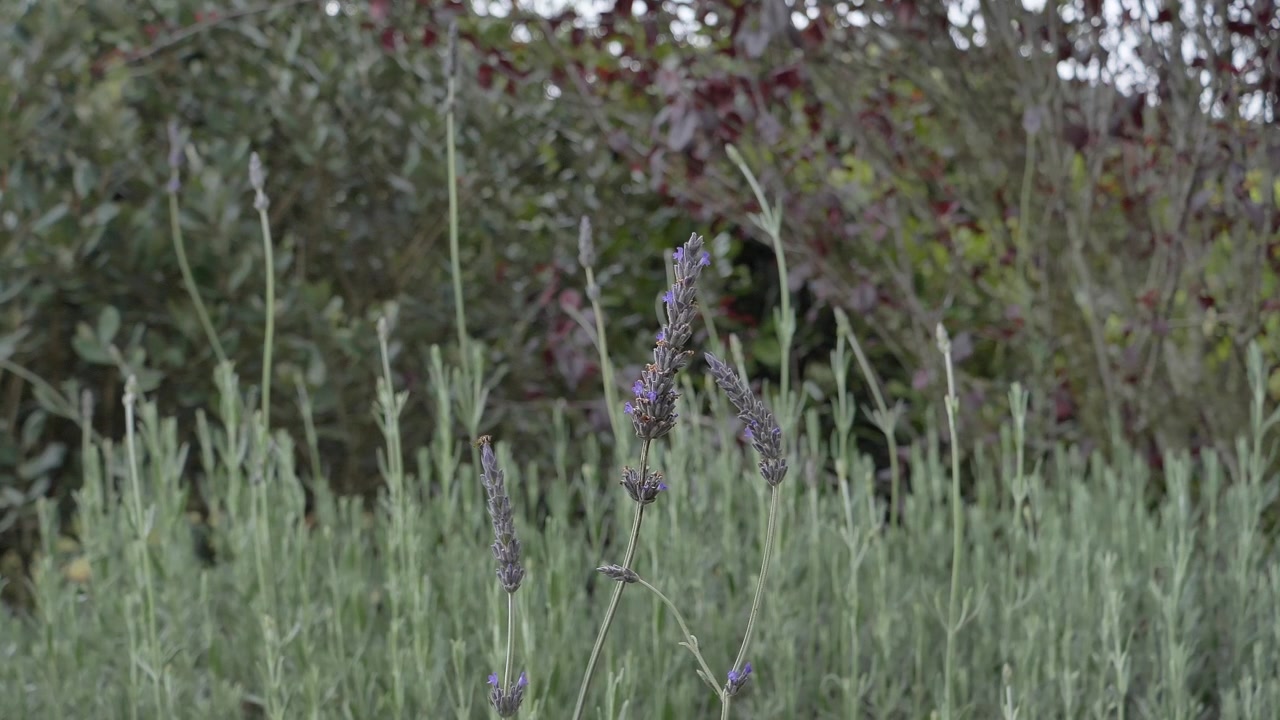 La telecamera si avvicina lentamente a piante di lavanda con alberi e vegetazione verde in un ambiente naturale di campagna