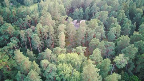 reconstructed wooden castle of semigallians in tervete, latvia surrounded by pine forest