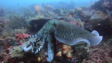 Cuttlefish-changes-colour-in-the-most-incredible-way