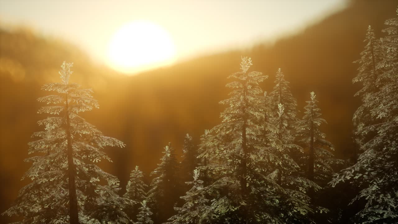 따뜻한  ⁇ 빛으로 해가 뜨면 소나무 숲