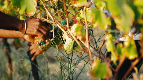 harvesting grapes in a vineyard